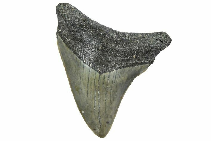 Juvenile Megalodon Tooth - North Carolina #362955